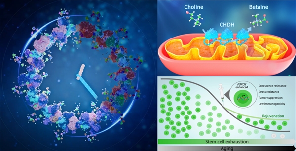 2025年中国生命科学十大进展公布!